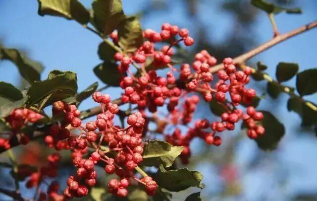 花椒樹膨果期追啥肥？