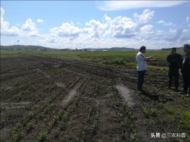 黃豆噴葉面肥，一畝地里加多少尿素？