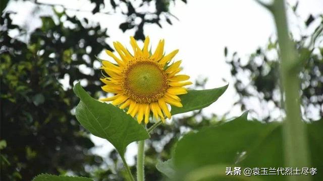 向葵花葉面噴尿素水正常一畝地需要多少斤尿素？