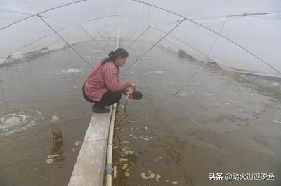 對蝦塘有氮氨亞硝酸鹽可以用無機肥嗎？