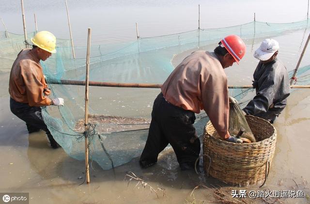 對蝦塘有氮氨亞硝酸鹽可以用無機肥嗎？