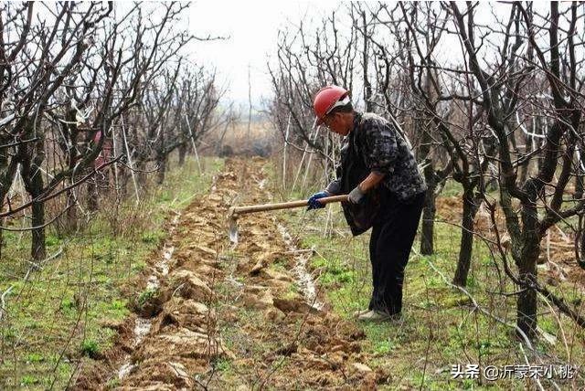 開春果園施肥，為什么有人說必須補氮肥，而尿素卻千萬不能撒？