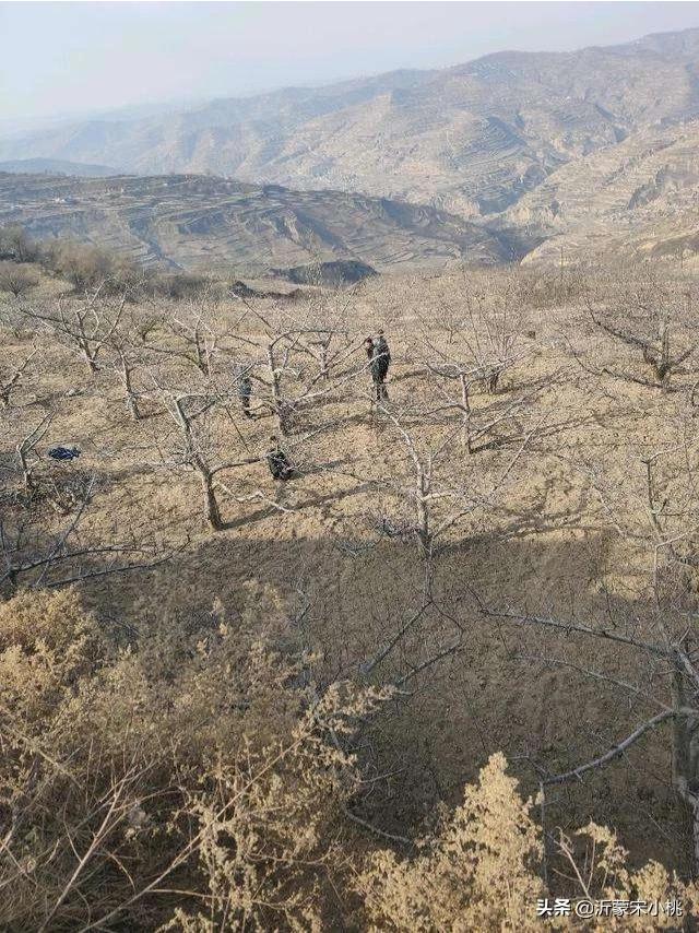 開春果園施肥，為什么有人說必須補氮肥，而尿素卻千萬不能撒？