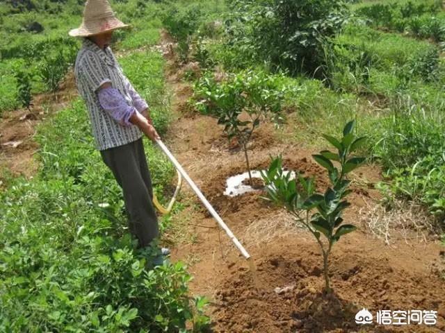 蘋果園用什么肥料比較好？