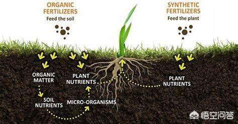 化肥中的氮磷鉀是無機元素，那么無機元素作用在植物中，和有機元素會有什么不同？