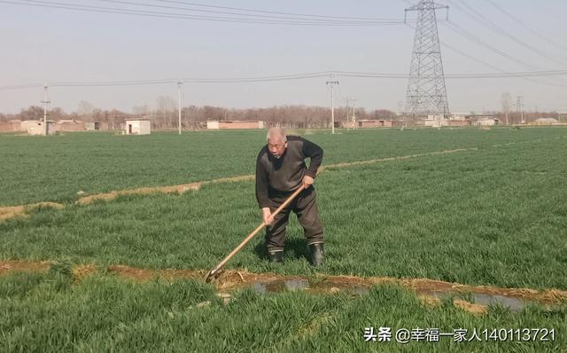 現(xiàn)在給小麥追肥會貪青晚熟嗎？