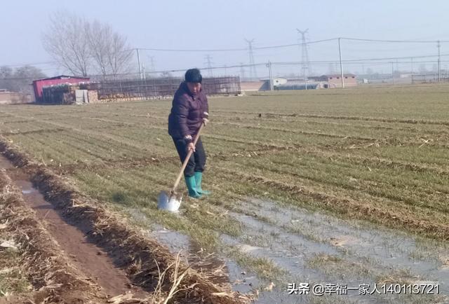 現(xiàn)在給小麥追肥會貪青晚熟嗎？