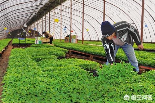 有機肥能直接做基質(zhì)種蔬菜嗎？