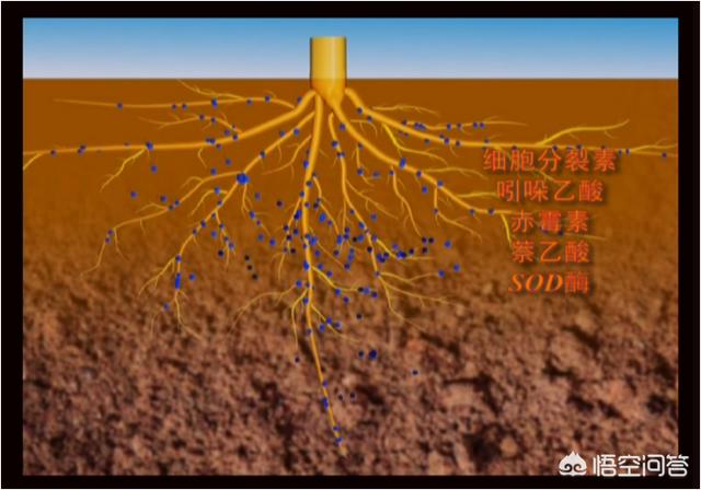 生物有機肥和生物有機菌劑哪個好？