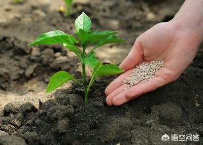 生物肥、化肥、有機肥各自的優缺點是什么？混合使用需要注意什么？